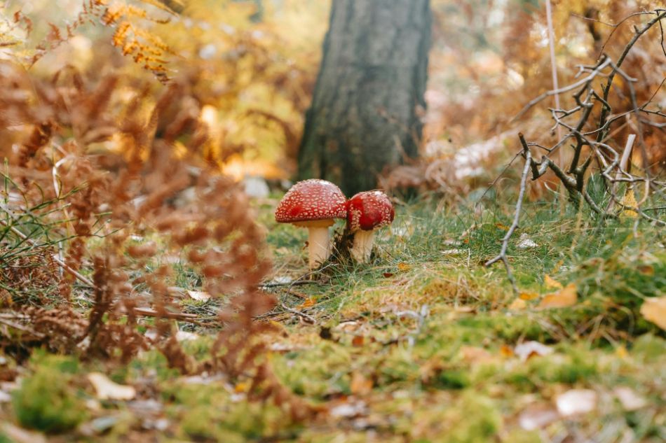 Infezioni stagionali e funghi medicinali: pensare già in autunno al benessere invernale